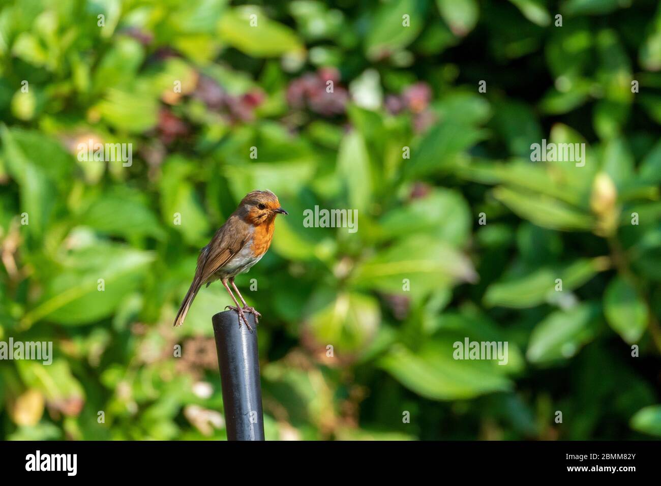 Uccello comune giardino il derubato poggiato sul manubrio di una bicicletta. Foto Stock