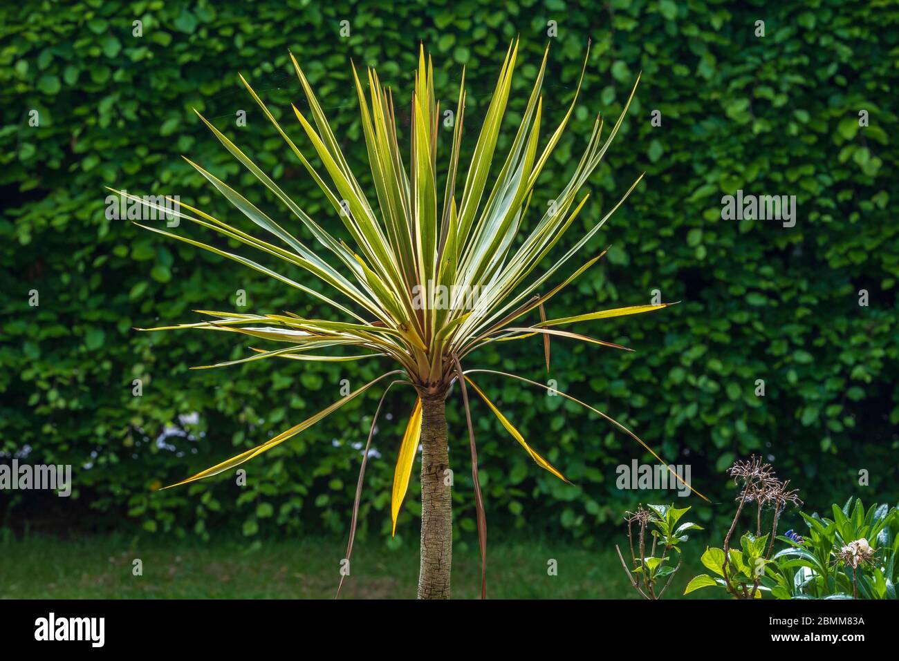 Giardino di Cordyline australis. Albero di cavolo della Nuova Zelanda Foto Stock