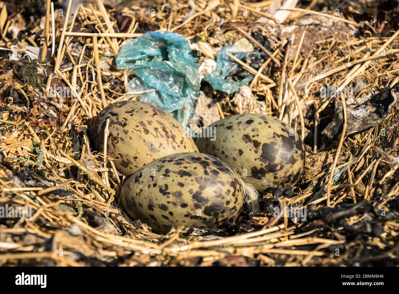 Gull nido contenente tre uova e inquinamento plastico, Lady Isle, Scozia, Regno Unito Foto Stock