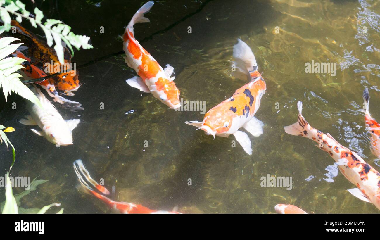 Colorato pesce carpa o koi nel giardino degli stagni. Messa a fuoco selettiva Foto Stock