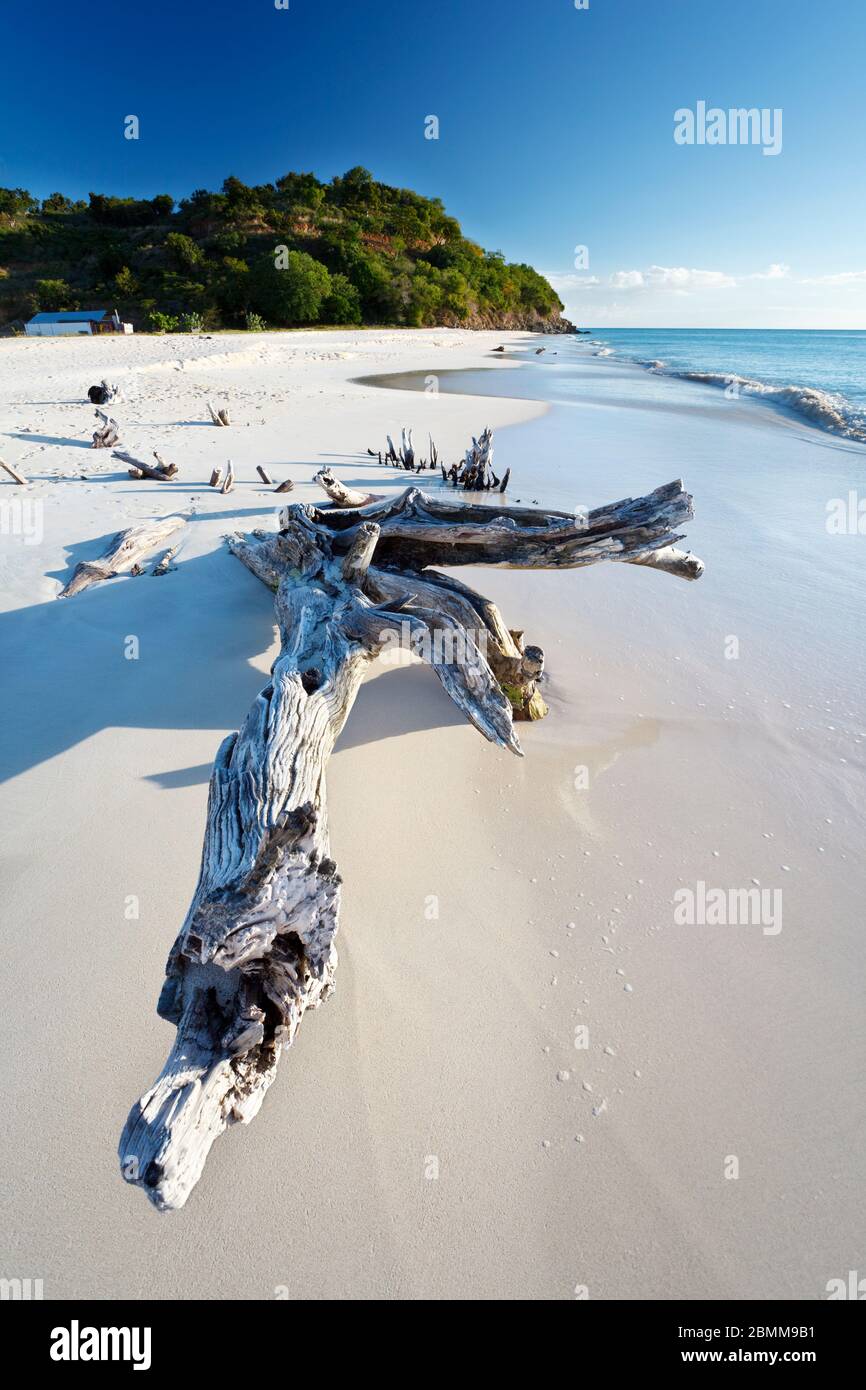 Driftwood su una spiaggia caraibica ad Antigua. Foto Stock