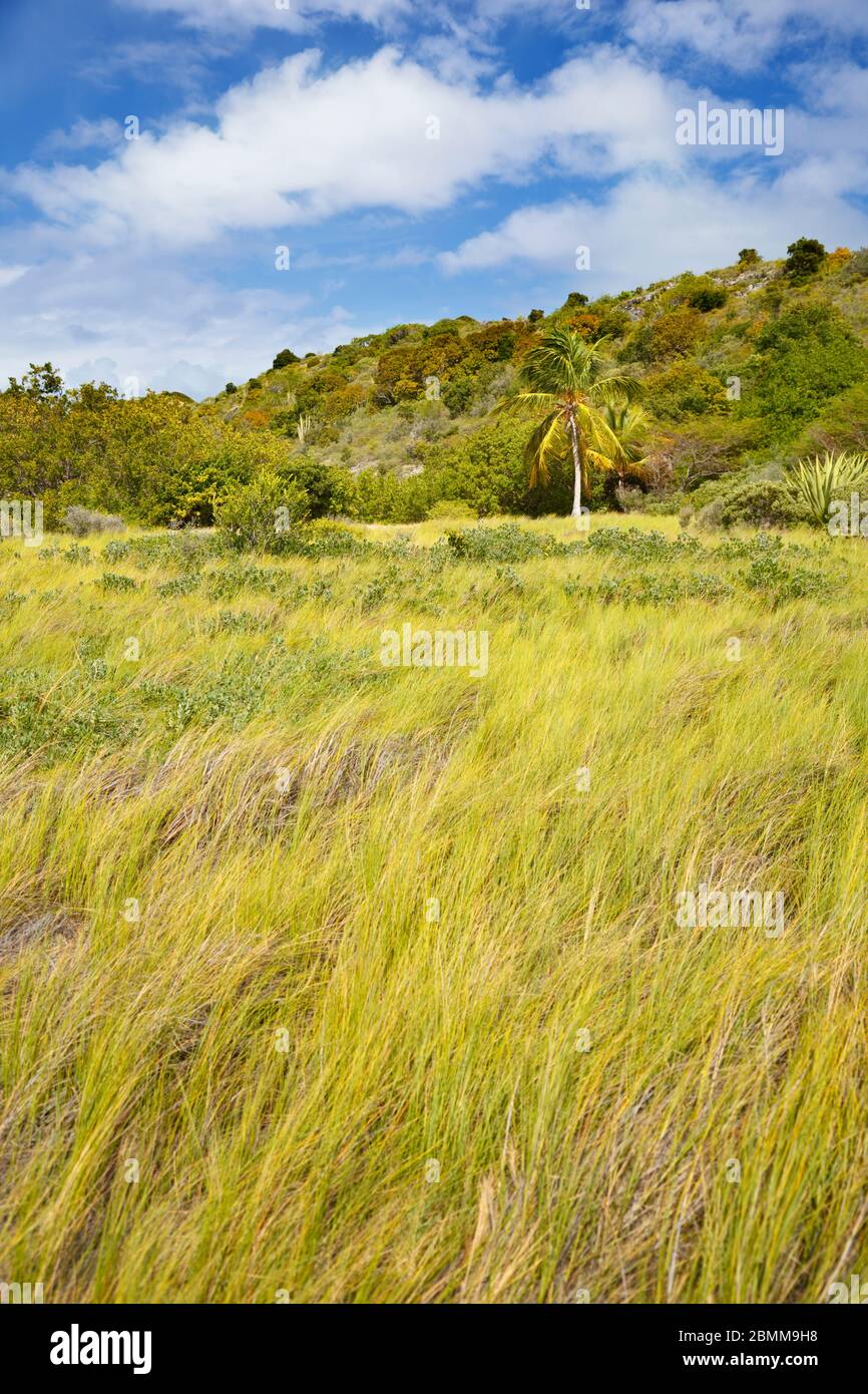 Un bel posto verde sull'Isola degli Uccelli che appartiene ad Antigua. Foto Stock