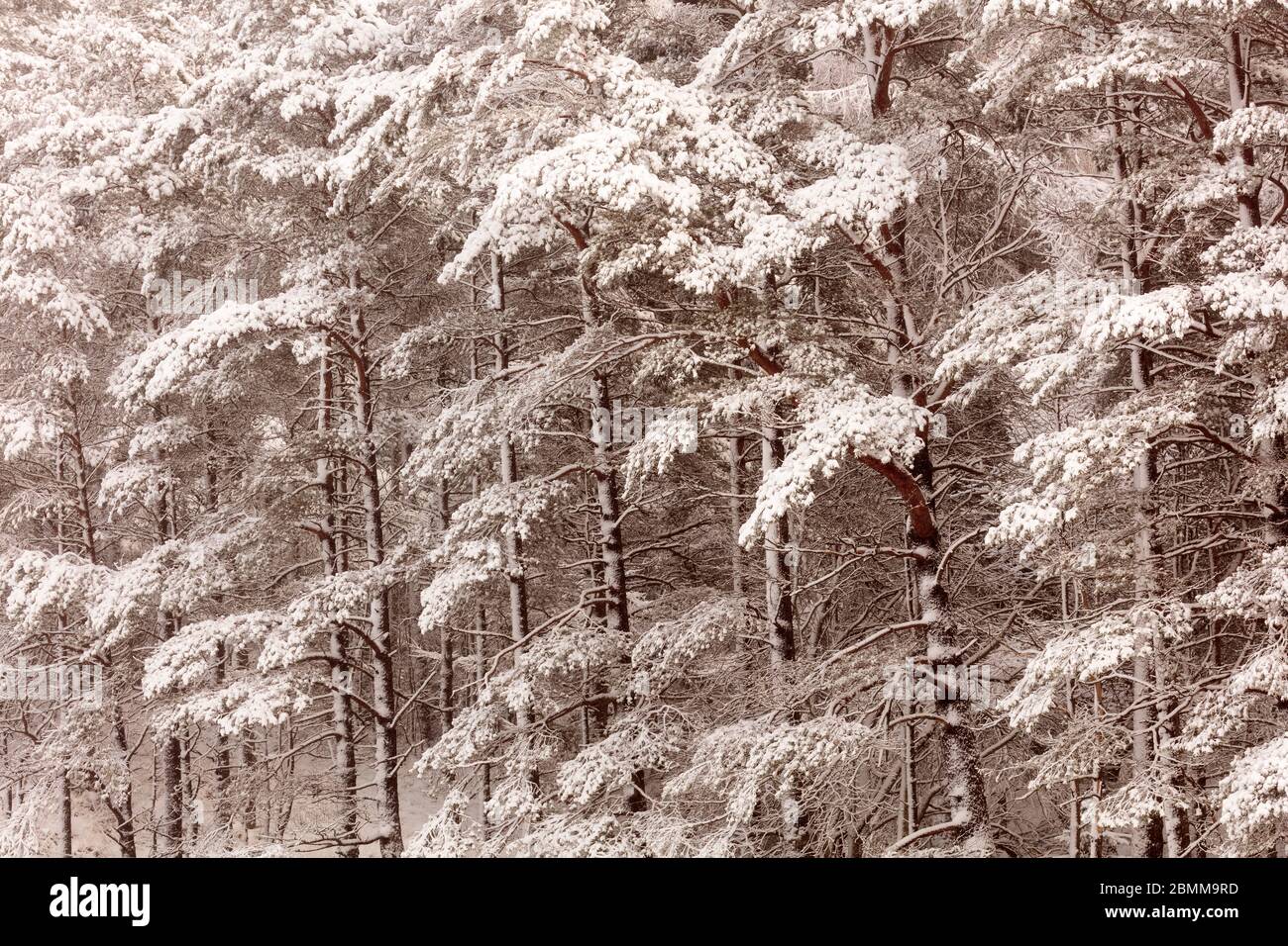 Alberi innevati in inverno vicino a Glencoe, Scozia Foto Stock