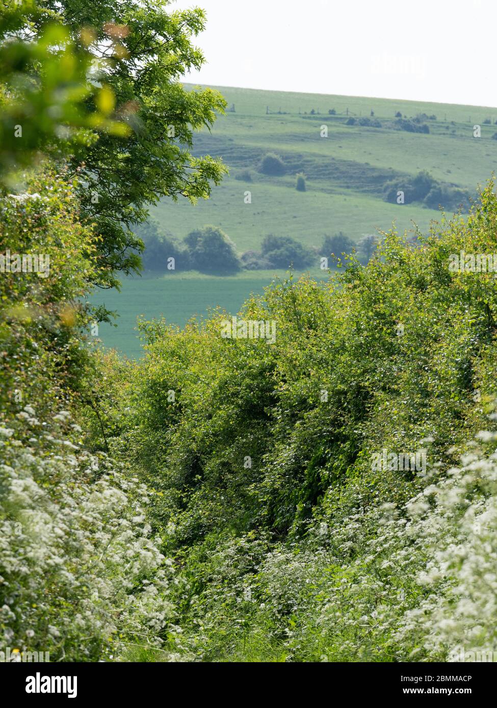 Una corsia di campagna con un sacco di prezzemolo di mucca e biancospino vicino a Old Dilton, Westbury, Wiltshire, Regno Unito. Foto Stock