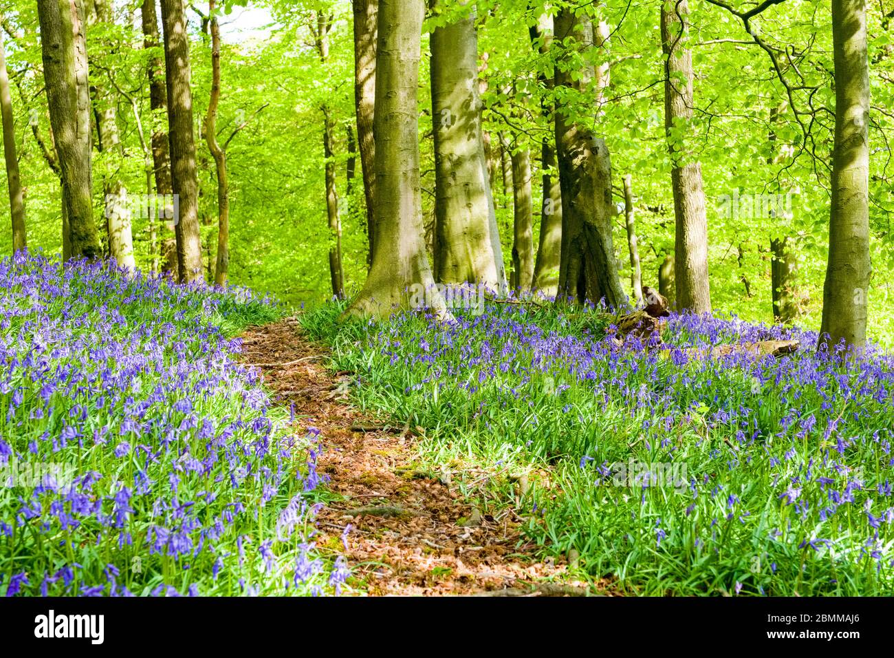 Un percorso attraverso Bluebells a Corbar Woods, Buxton, Derbyshire, Regno Unito Foto Stock
