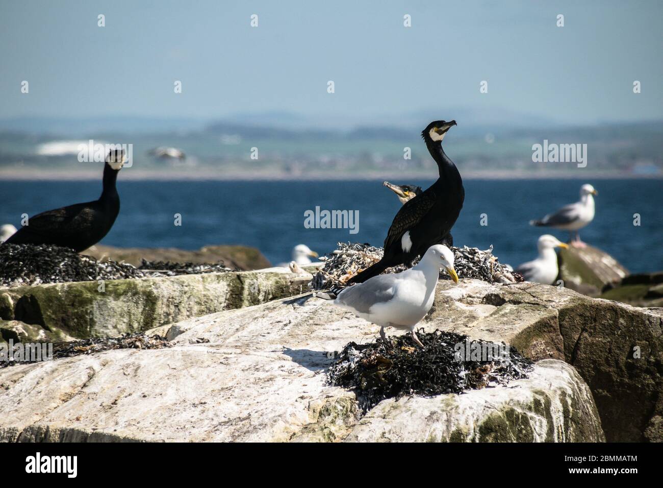 Gabbiano di aringa (Larus argentatus) ispezionando un nido in una colonia cormorano (Phalacrocorax carbo) con Troon sullo sfondo, Lady Isle, Scozia, UK Foto Stock