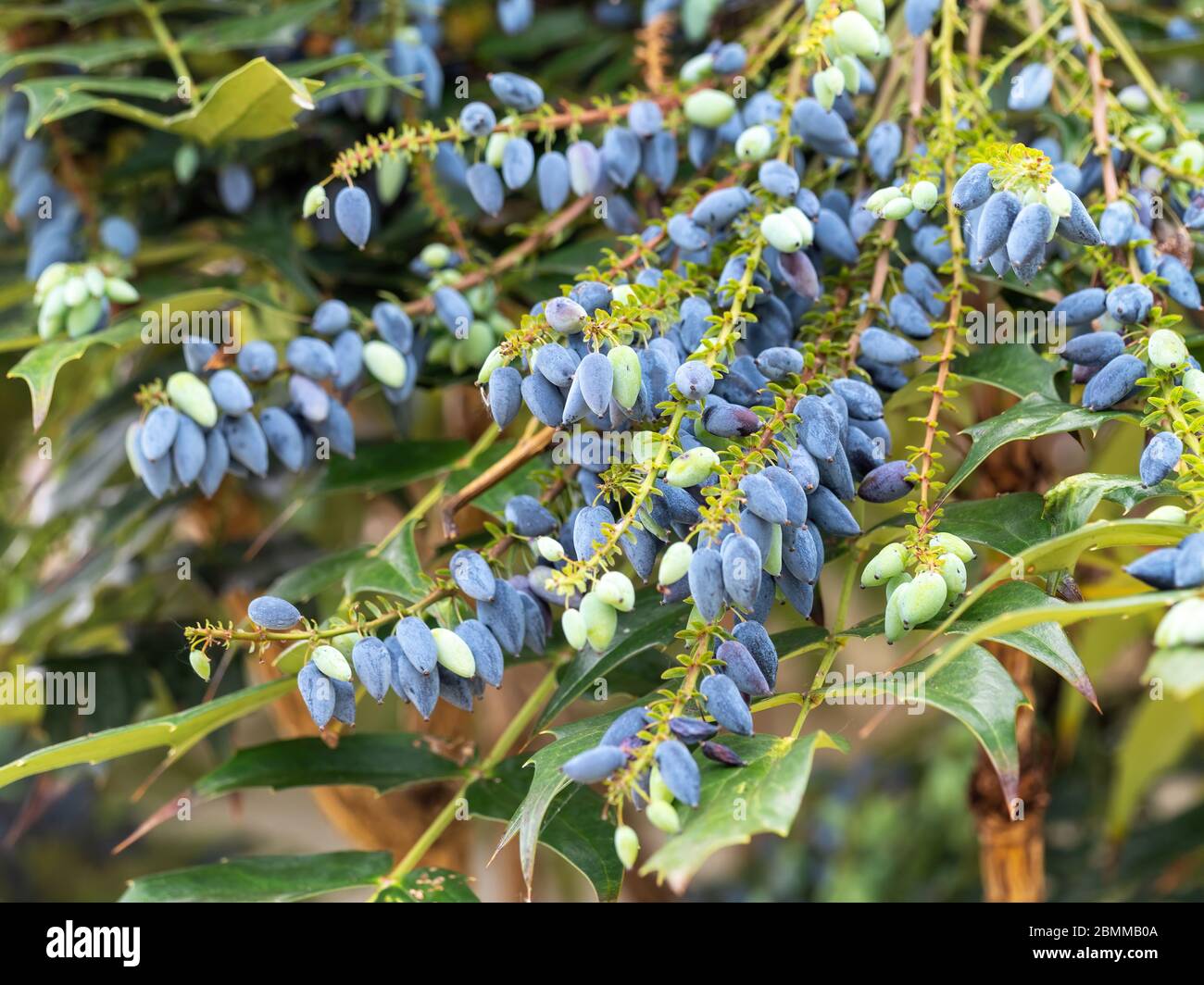 Bacche blu ovali di pianta di Mahonia. Molto amato dagli uccelli. Foto Stock