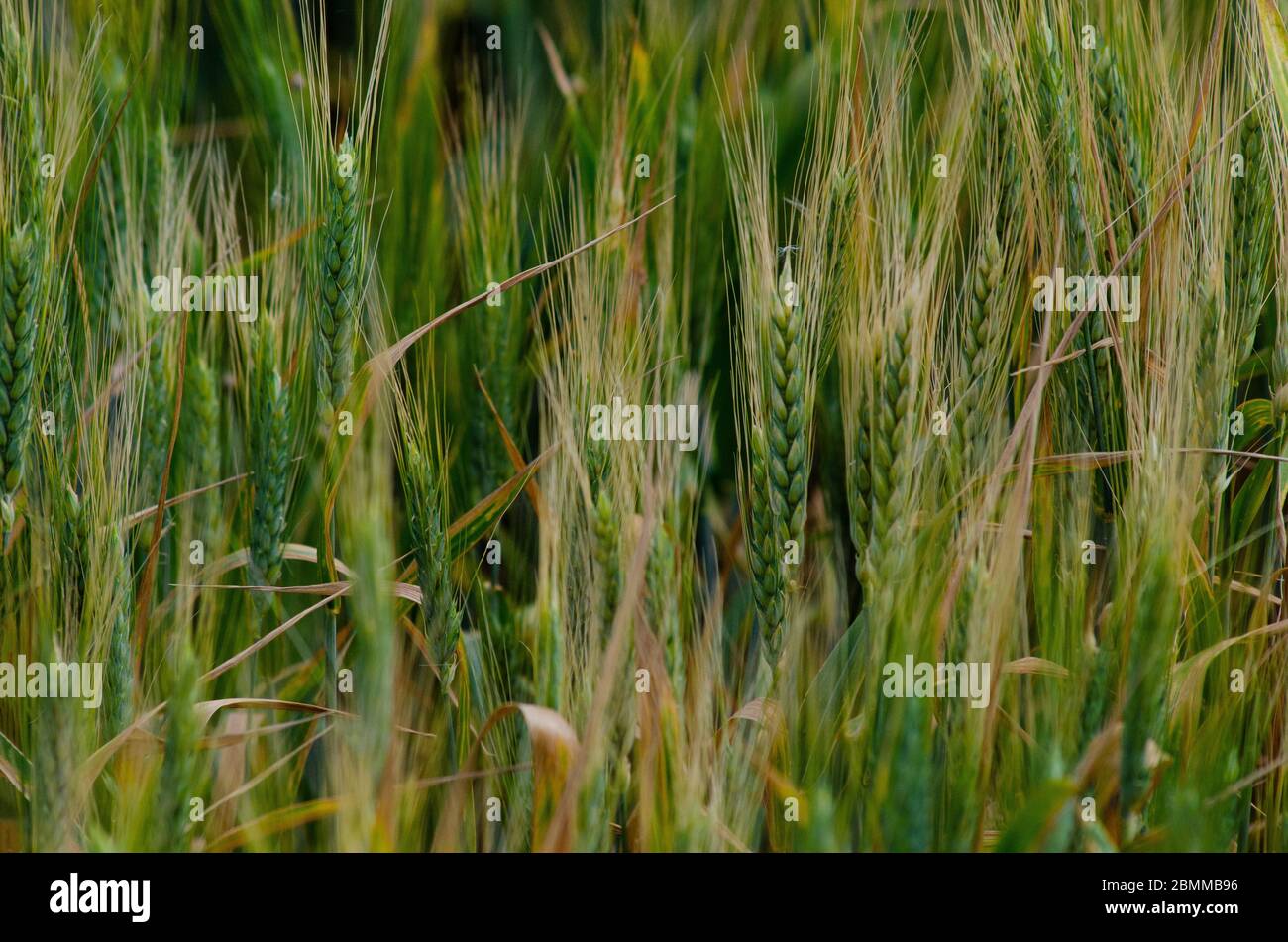 Primo piano di orzo ( Hornem vulgare ) che cresce in un campo di Evros Grecia Foto Stock