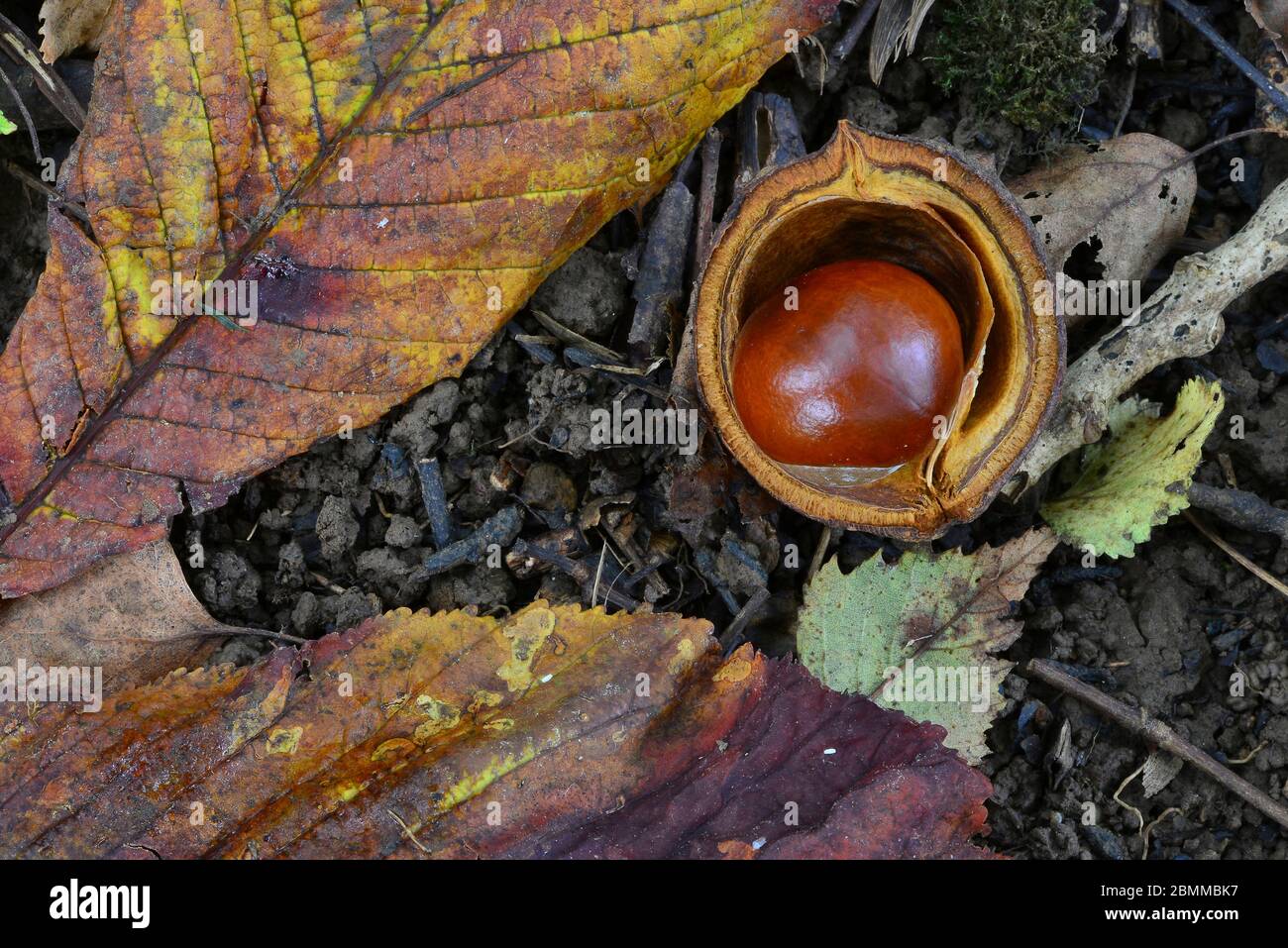 Castagno o conker Foto Stock