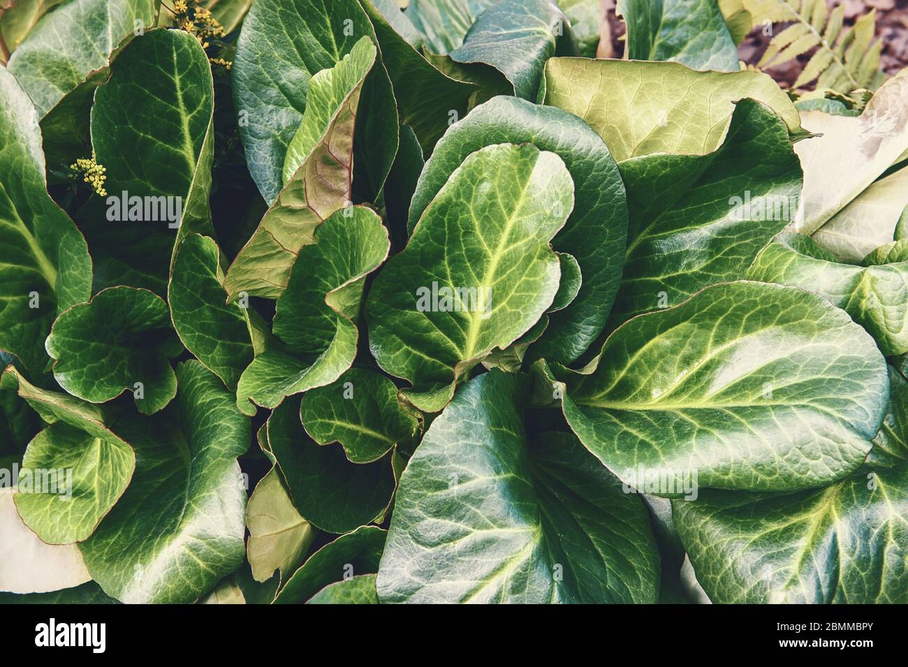 Le foglie sono a forma di cuore bergenia, bergenia crassifolia. Sfondo verde floreale. Foto Stock