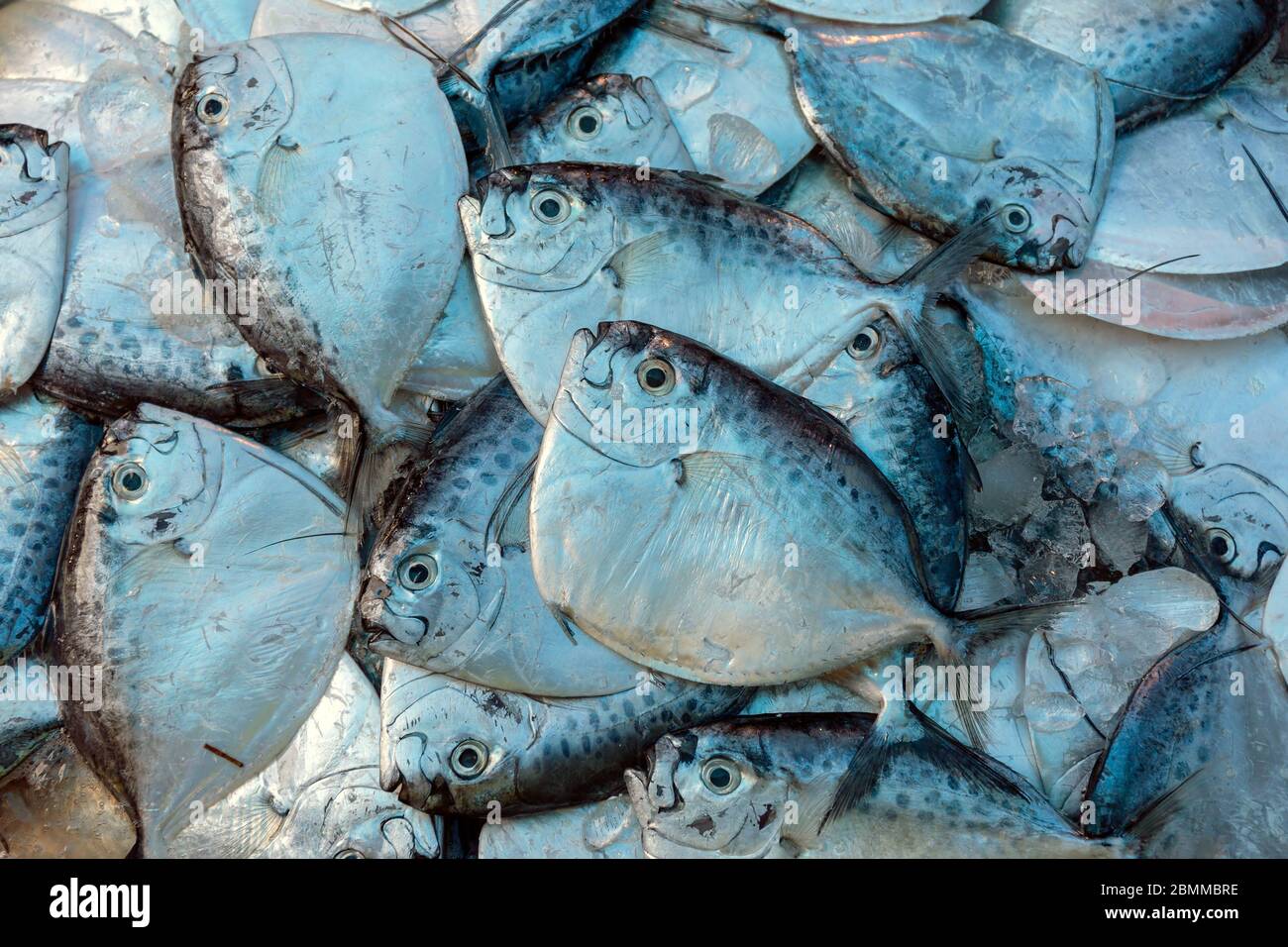 Razor moonfish (mene maculata) Pesce crudo Foto Stock