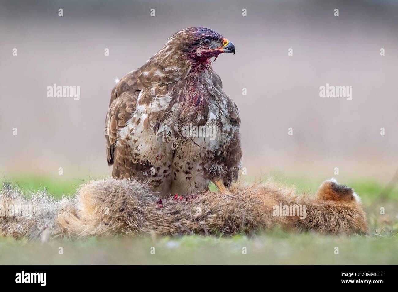 Buzzard comune (Buteo buteo) con testa coperta di sangue dall'alimentazione sulla carcassa di una volpe rossa (vulpes vulpes) Foto Stock