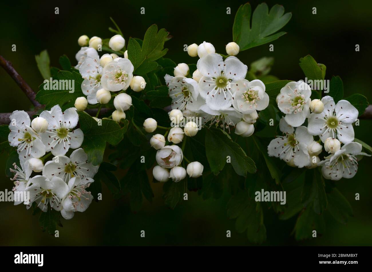 Biancospino o può fiorire in fiore Foto Stock