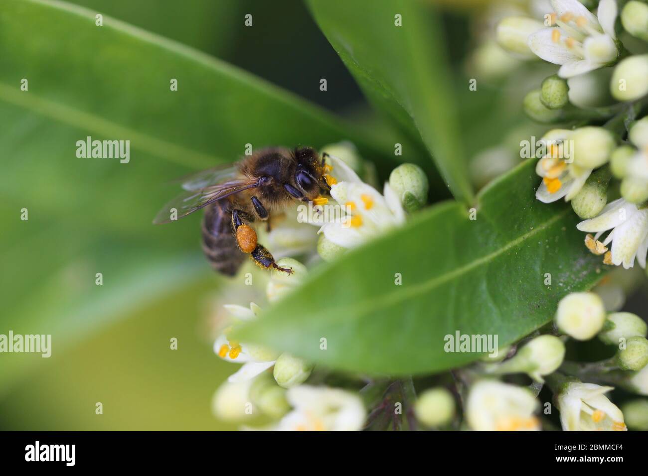 Ape occidentale di miele con cestini di polline Foto Stock