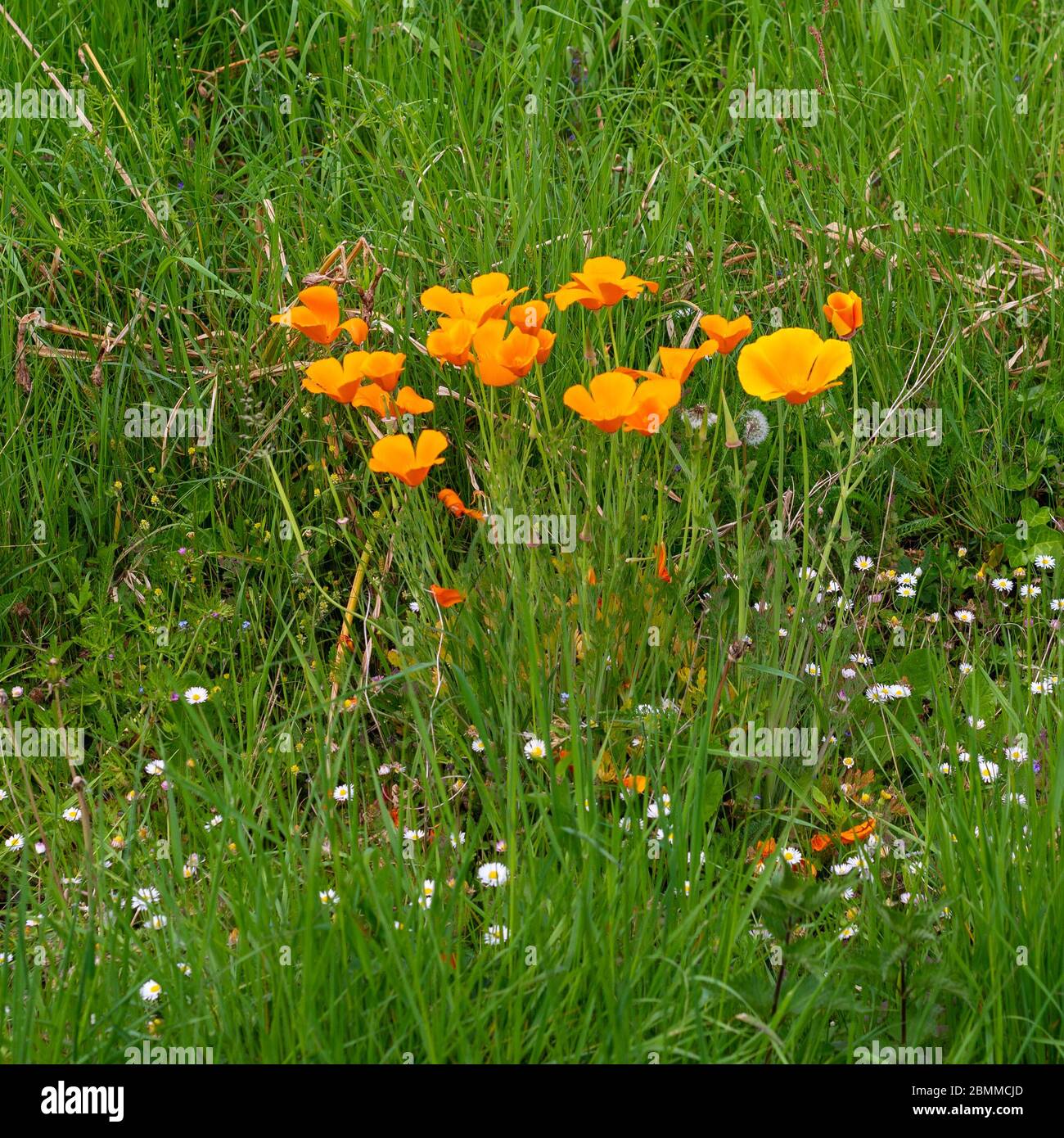 Orange California papaveri che crescono selvaggi su un'erba lungo la strada nel Regno Unito Foto Stock