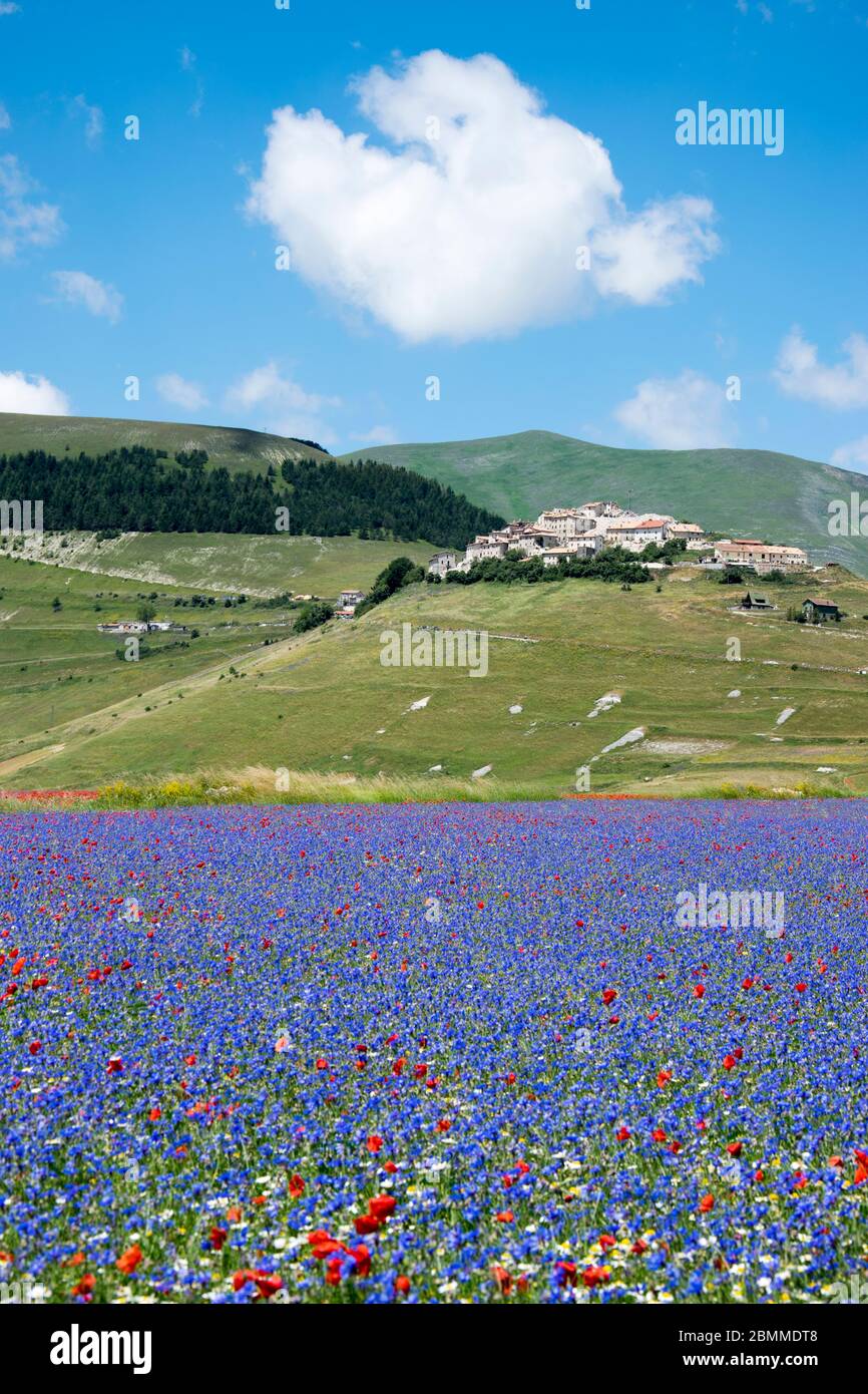 I prati fioriscono nella pianura di Castelluccio in Umbria in Italia durante la fioritura delle lenticchie nel mese di luglio Foto Stock
