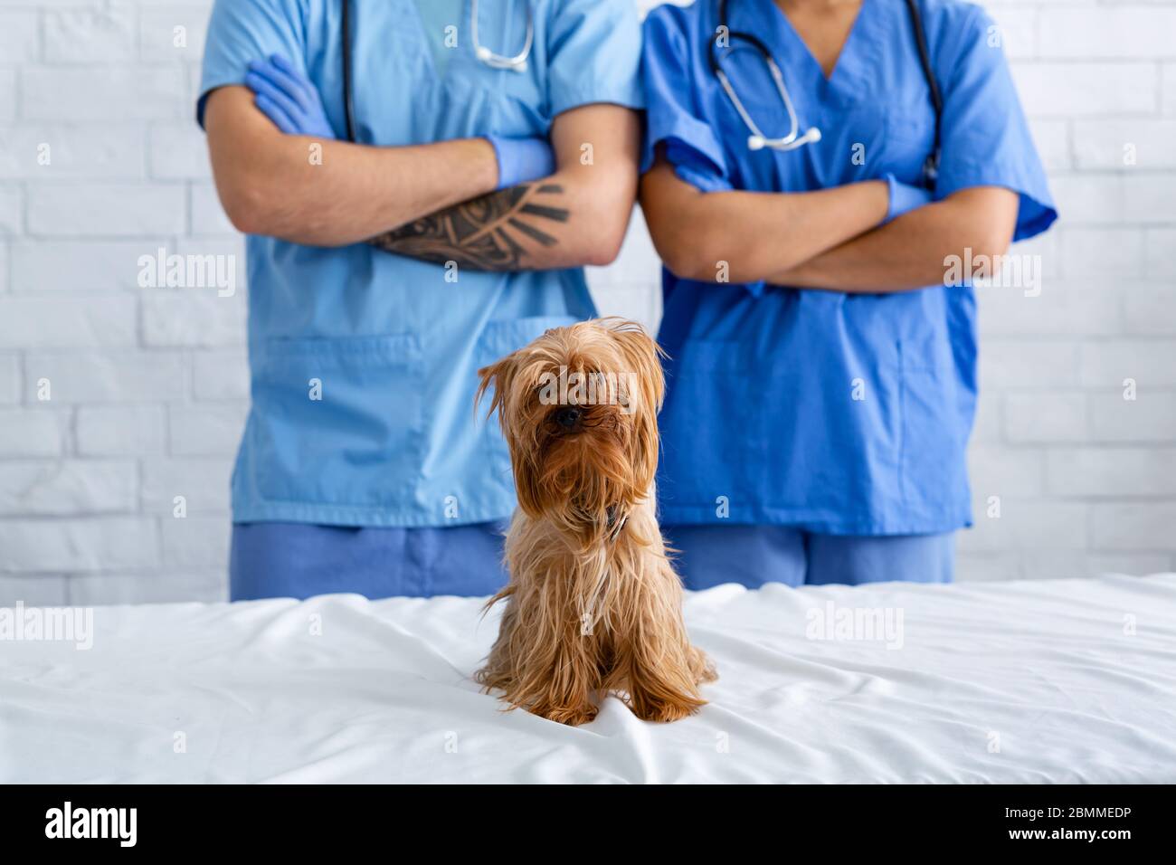 Squadra di veterinario irriconoscibile con le armi incrociate e adorabile Terrier Yorkshire presso la clinica animale, primo piano Foto Stock