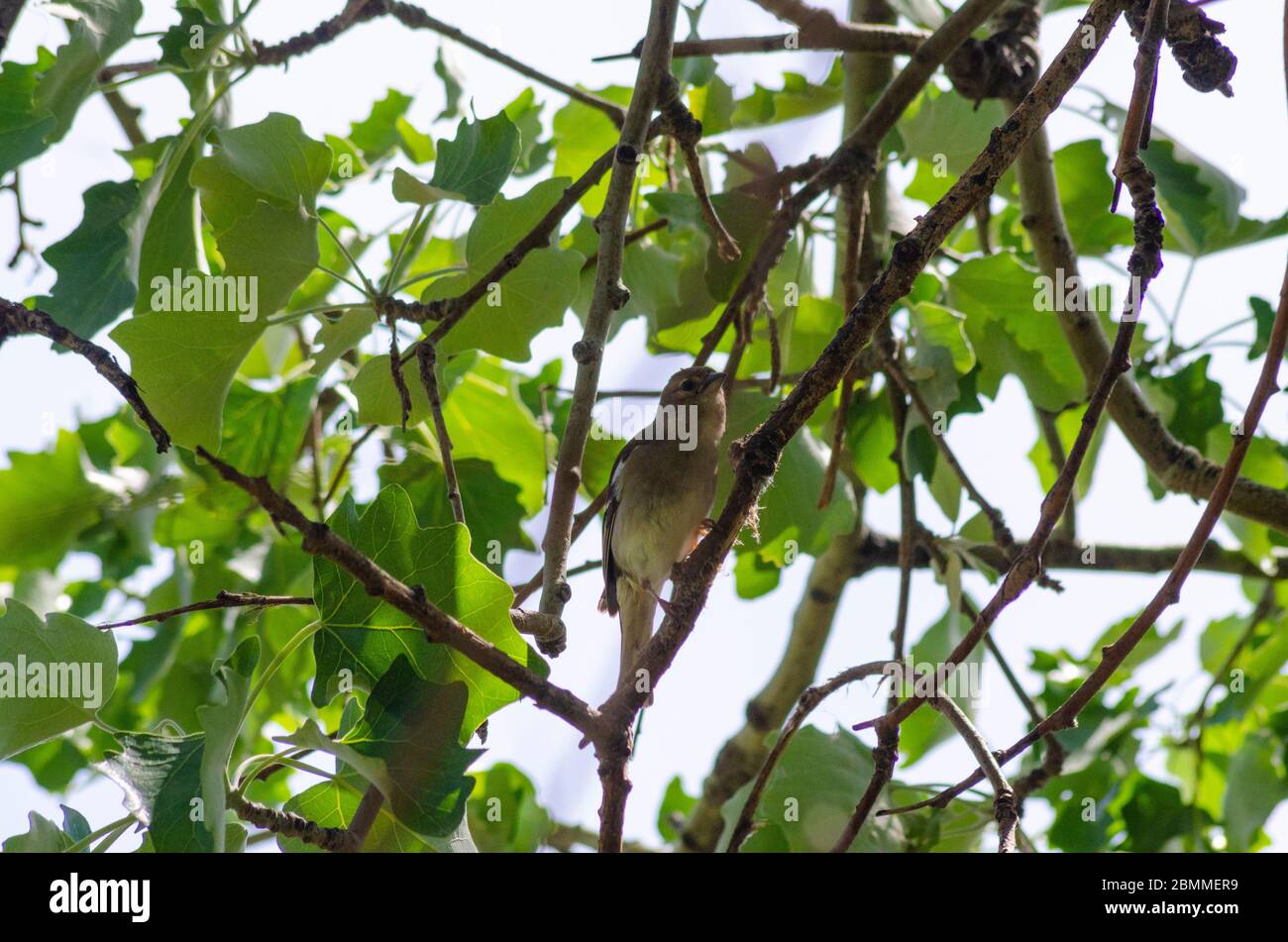Una femmina Chaffinch (Fringilla coelebs) in un albero in Evros Grecia Foto Stock