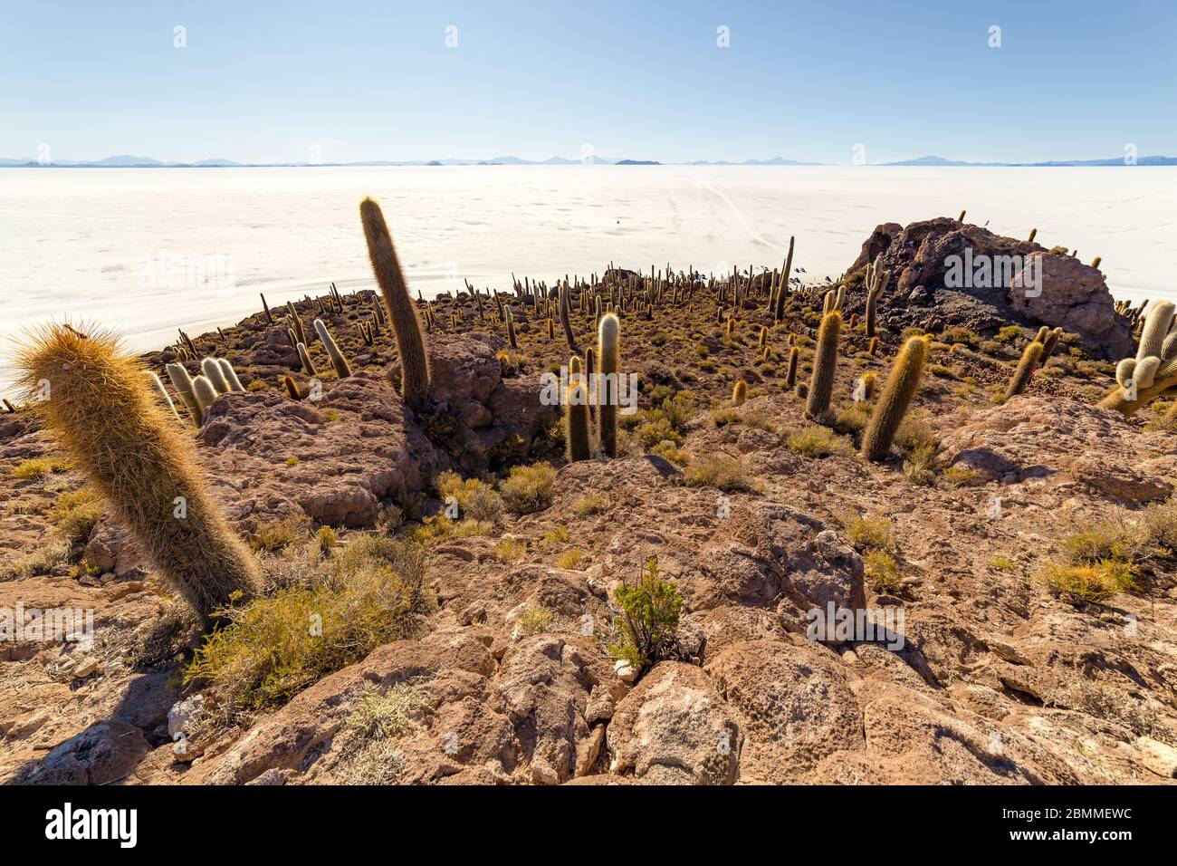 L'isola di Incahuasi (isola di Cactus) si trova sul Salar de Uyuni, la più grande area di sale al mondo, in Bolivia Foto Stock