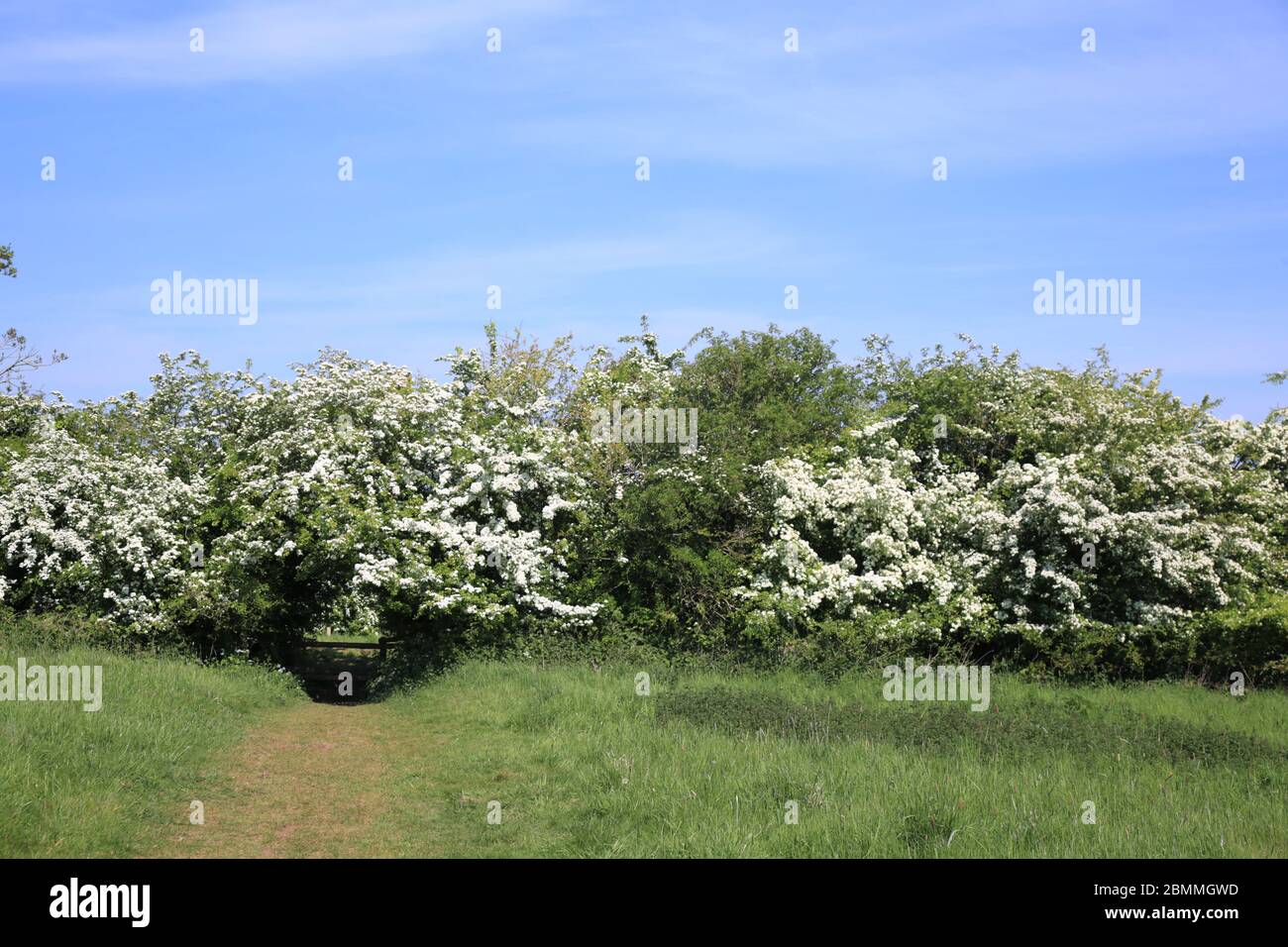 La siepe di biancospino (crataegus monogyna) in fiore, Inghilterra, Regno Unito. Foto Stock