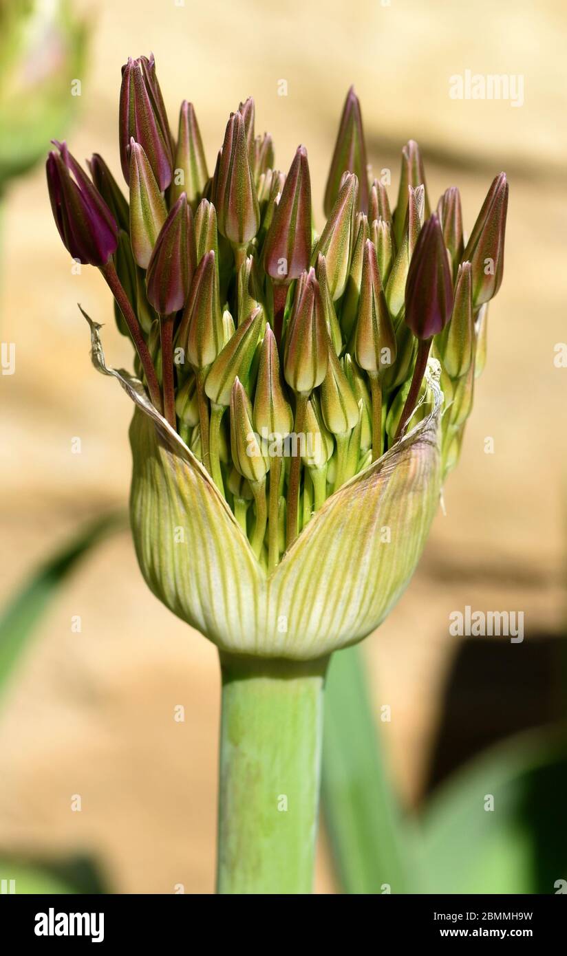 Un primo piano di gemme di Allium Christophii che si sta per scoppiare in fiore. Foto Stock