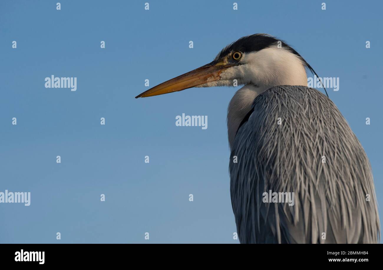 Berlino, Germania. 8 maggio 2020. Un airone (Ardeidae) è seduto su una ringhiera di un ponte non lontano dalla torre televisiva. Credit: Paul Zinken/dpa-Zentralbild/ZB/dpa/Alamy Live News Foto Stock