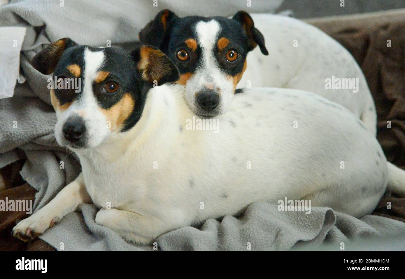 Due cani Jack Russel in bianco e nero coccole molto carino su coperta Foto Stock