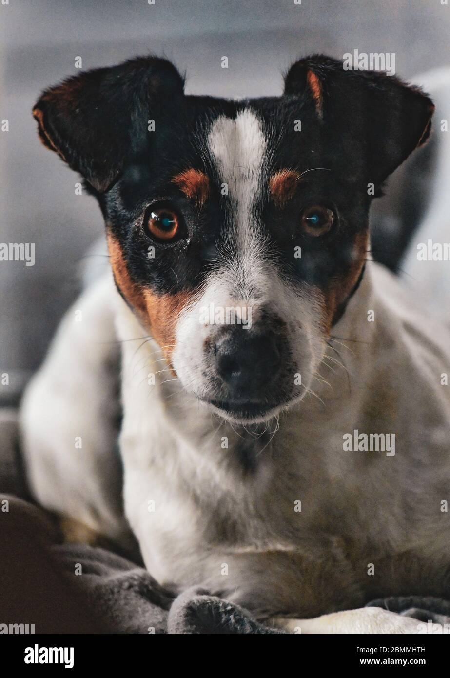 Black And White Jack Russel Immagini E Fotos Stock Alamy