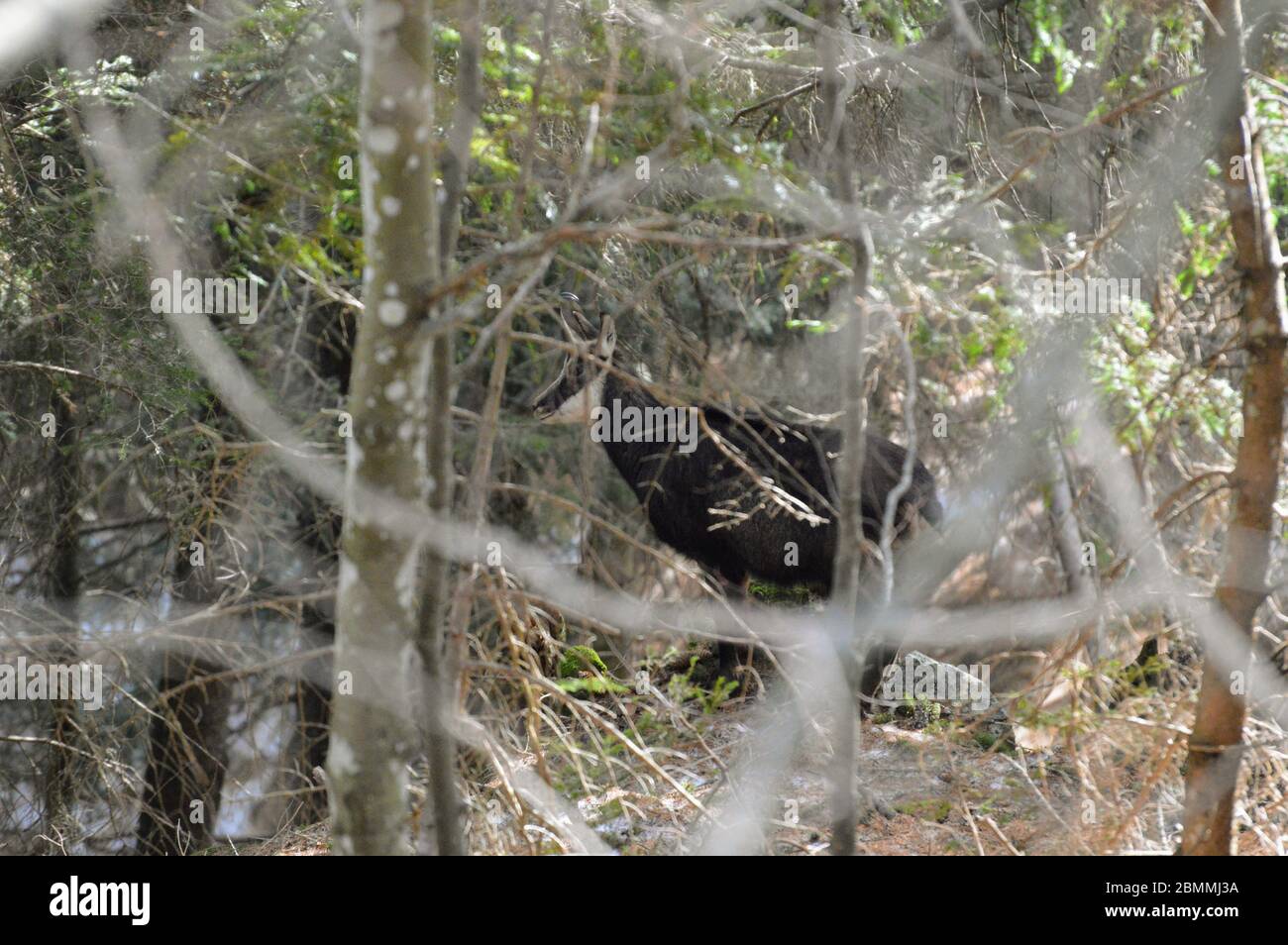 Gamsbock versteckt im Waldholz - Rupicapra rupicapra Foto Stock
