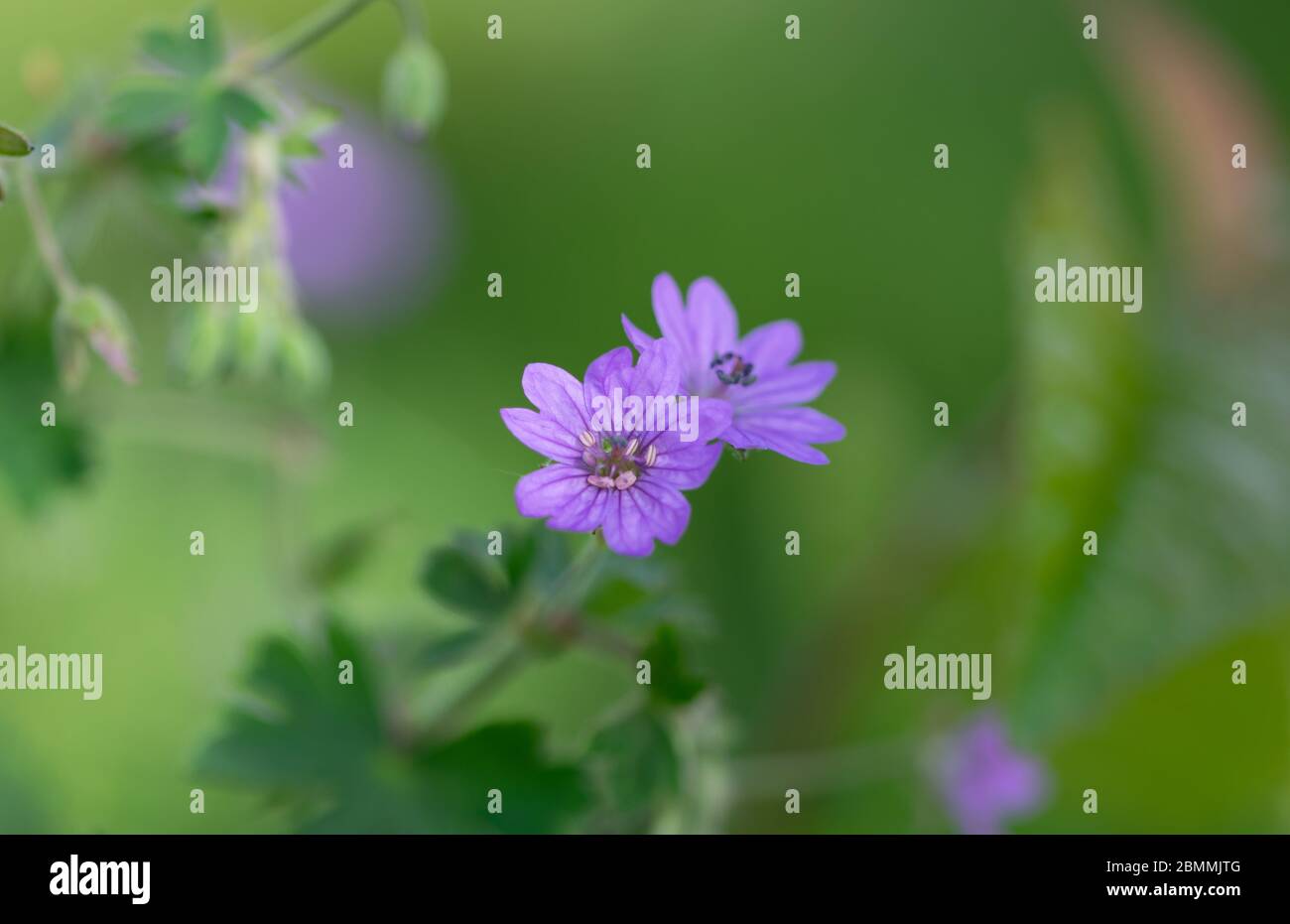 Fiore rosa per carta di benvenuto Foto Stock