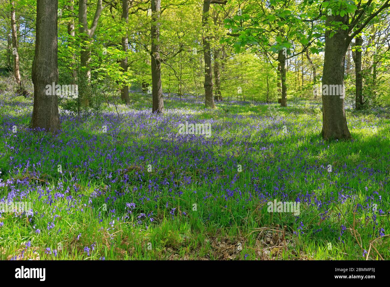 Bluebells in West Wood in Honley vicino Holmfirth, West Yorkshire, Inghilterra, Regno Unito. Foto Stock