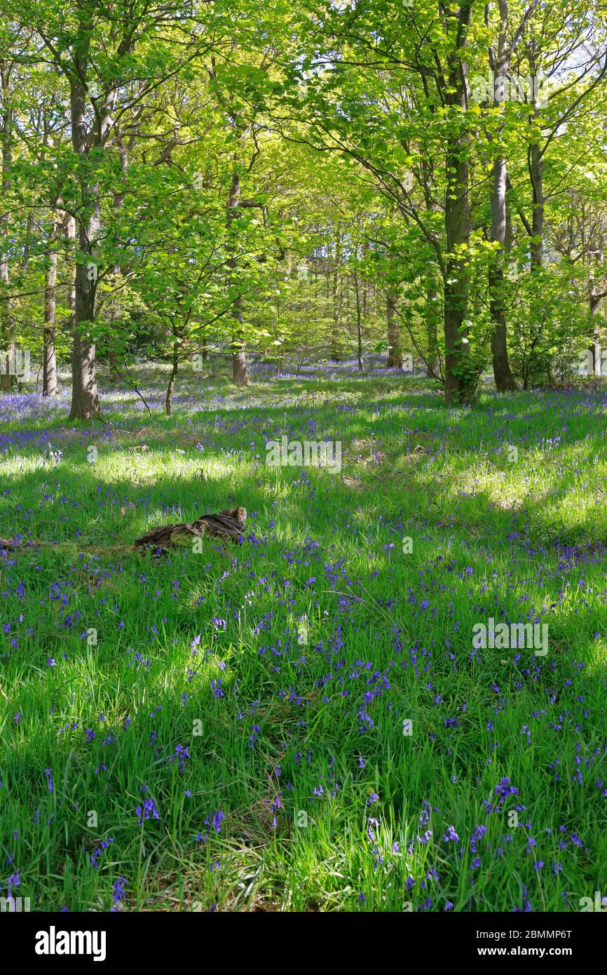 Bluebells in West Wood in Honley vicino Holmfirth, West Yorkshire, Inghilterra, Regno Unito. Foto Stock