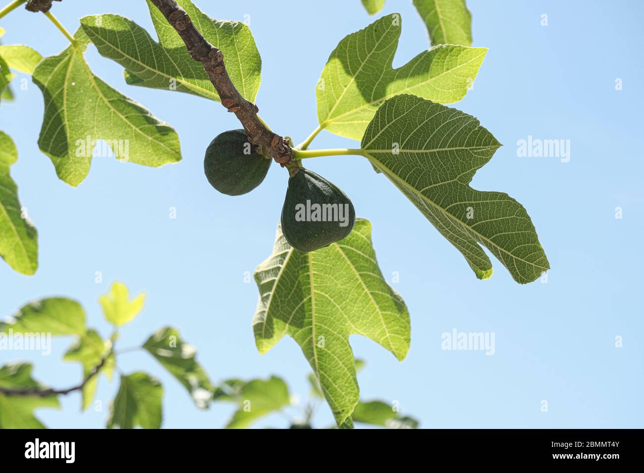 Verde fichi italiani pianta foglie ramo cielo blu sfondo, fico del cilento Foto Stock
