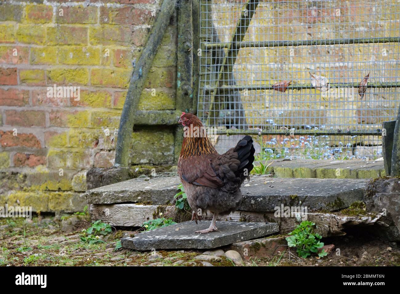 Pollo su un gradino Foto Stock