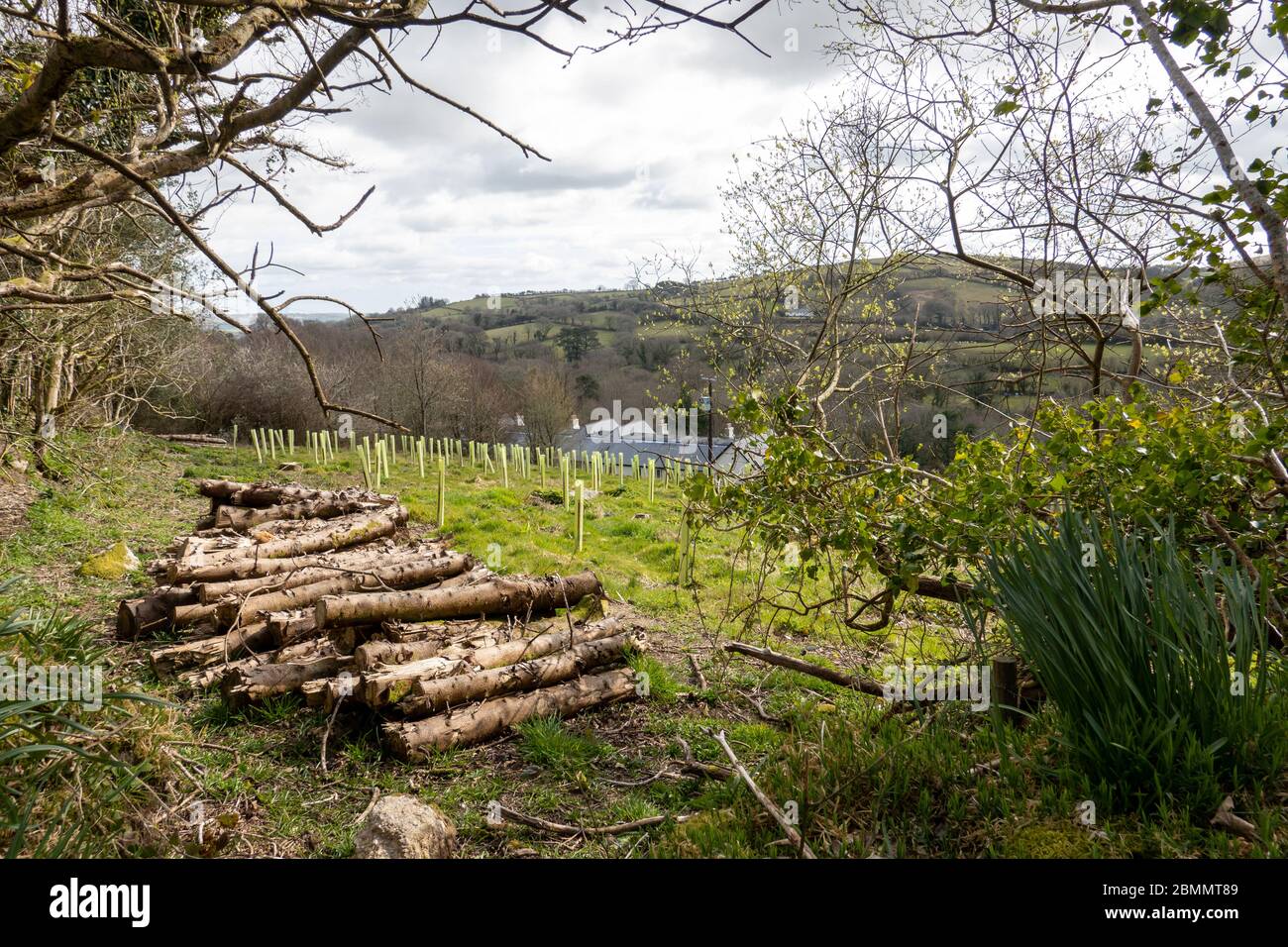 Vecchi tronchi accatastati accanto a bosco appena piantato Foto Stock
