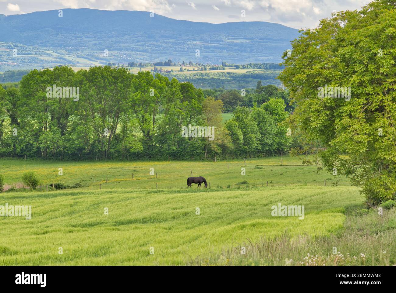 Un cavallo sta girovagando su un vasto prato verde. Montagne e alberi sono sullo sfondo. Un paesaggio estivo di campagna francese nella valle del Giura. Foto Stock