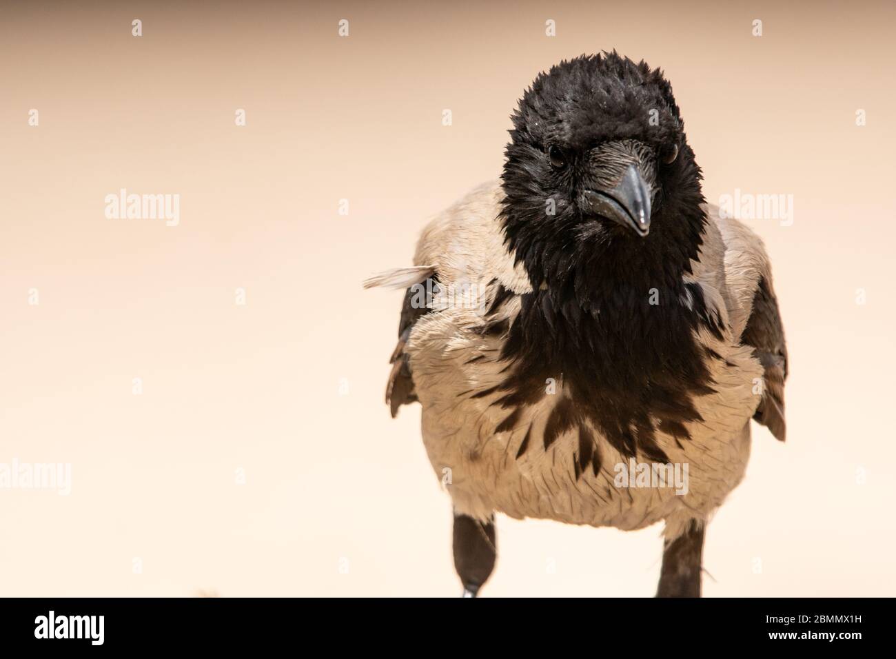 Corvo con cappuccio (corvus cornix) il corvo con cappuccio è un uccello diffuso in tutta Europa e Medio Oriente. È un scavenger onnivoro, e. Foto Stock