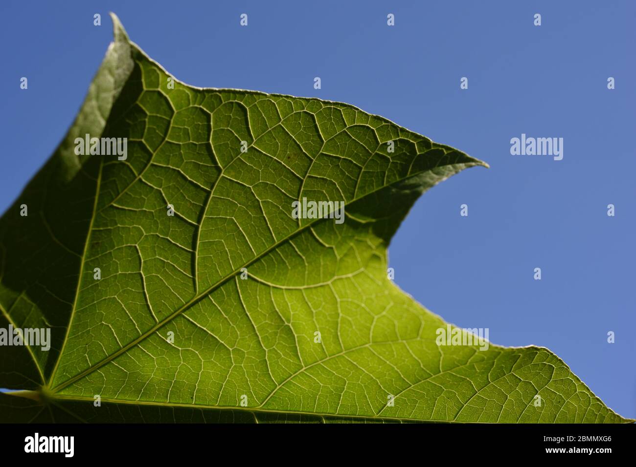 Tessuto di foglie di jatropha contro il cielo blu chiaro Foto Stock