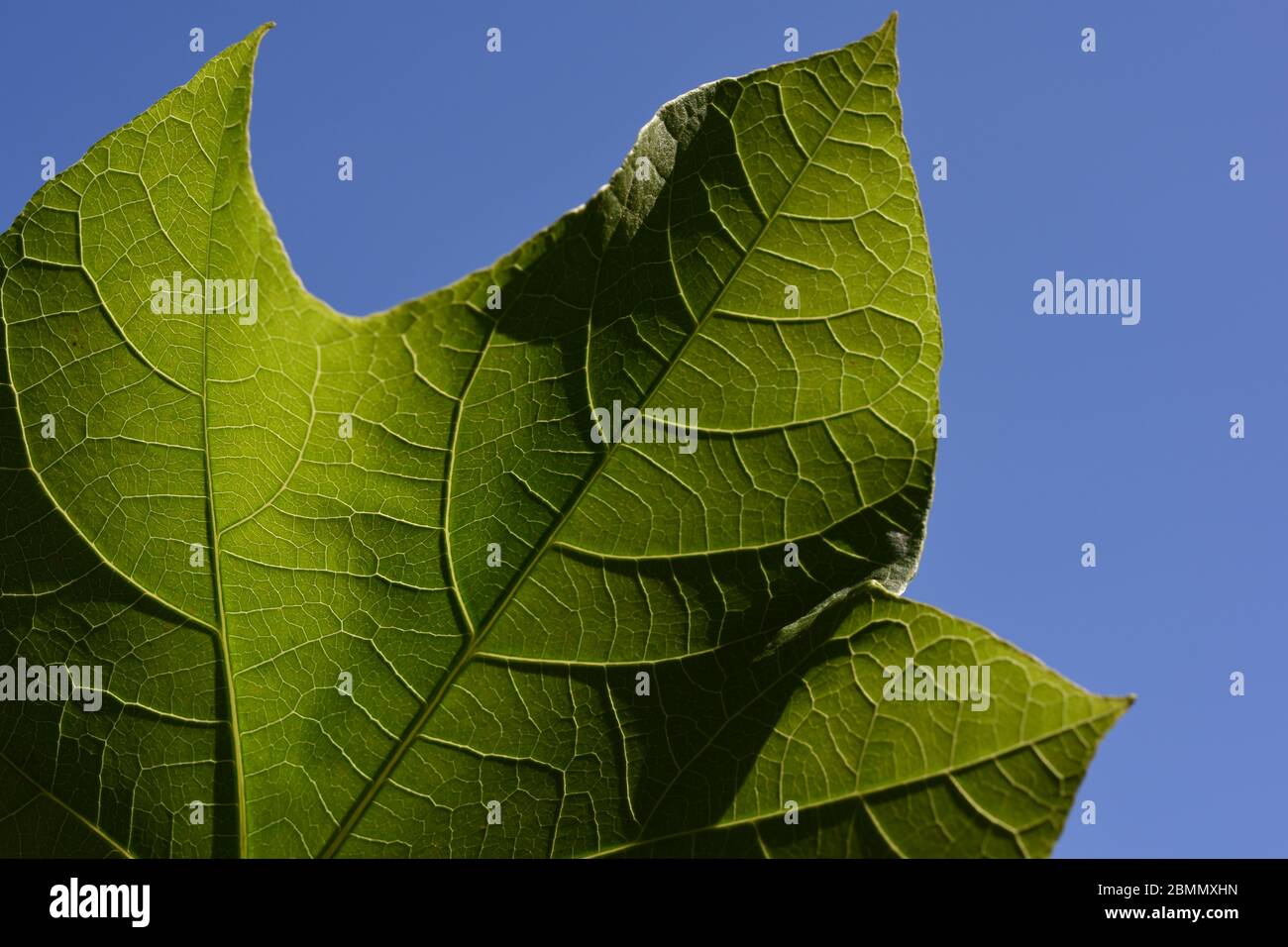Tessuto di foglie di jatropha contro il cielo blu chiaro Foto Stock