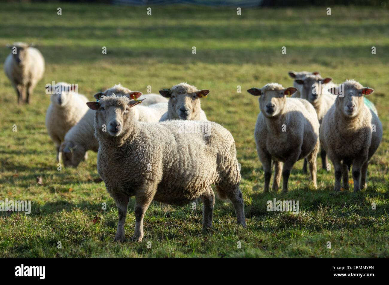 Pecore Foto Stock