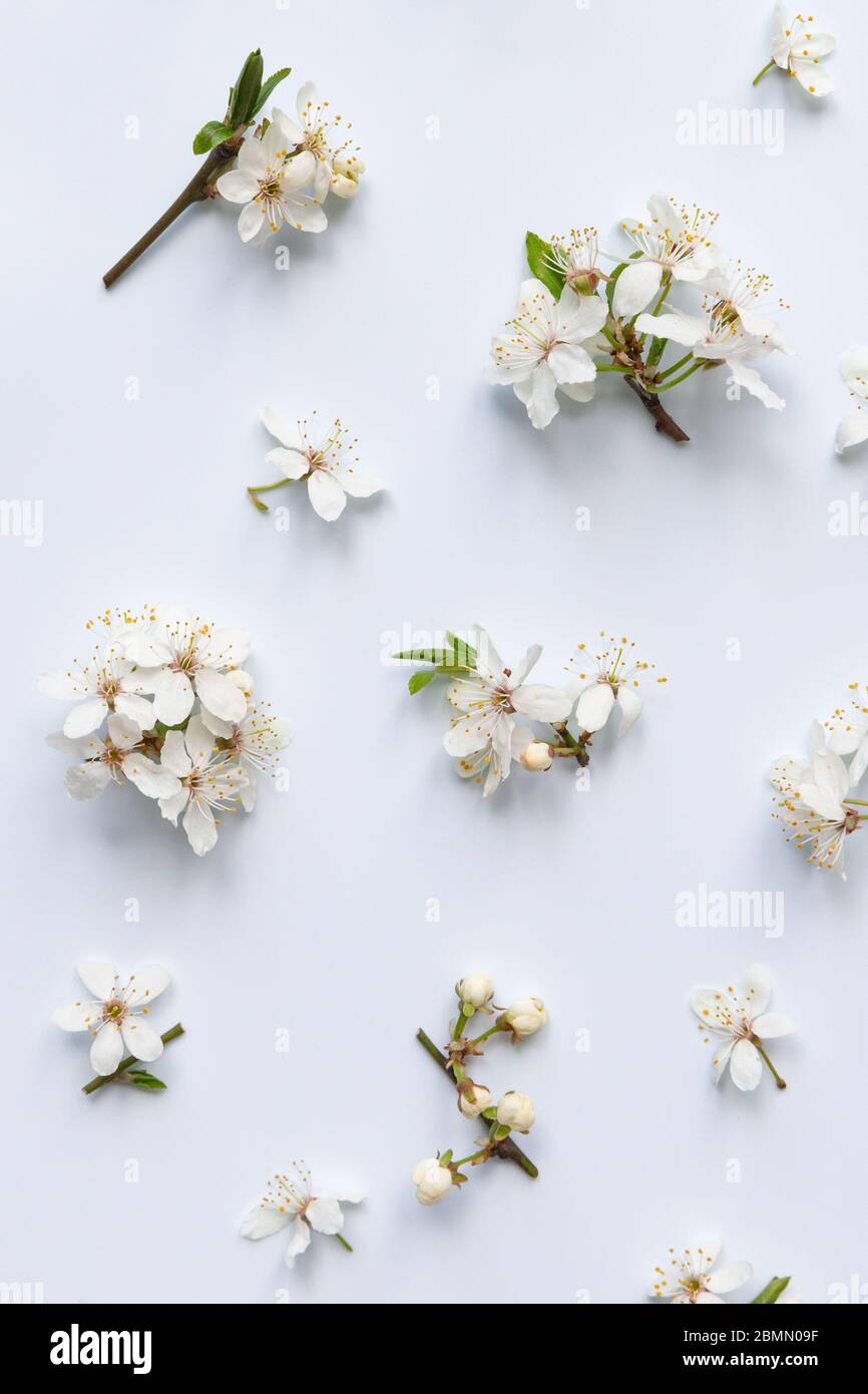 Piatto di ramoscelli di ciliegia selvaggi con giovani foglie verdi, infiorescenza con boccioli e fiori su sfondo azzurro. Primavera e fioritura. Foto Stock
