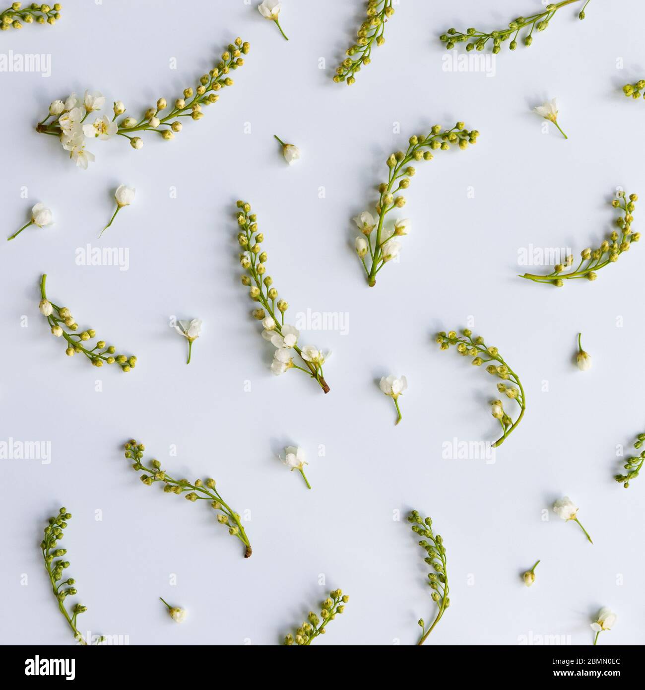 Piatto di rametti di ciliegio con fiori, infiorescenze-pennelli su sfondo azzurro. Primavera. Foto Stock