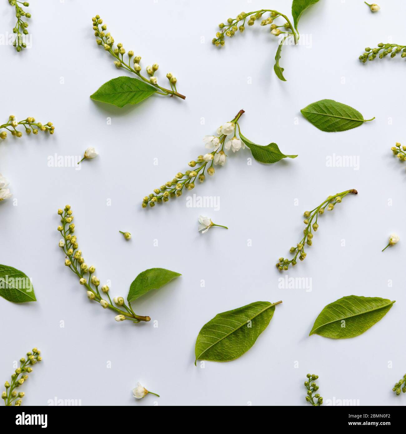 Piatto di ramoscelli di ciliegio con giovani foglie verdi, fiori, fioriture-pennelli su sfondo azzurro. Primavera Foto Stock