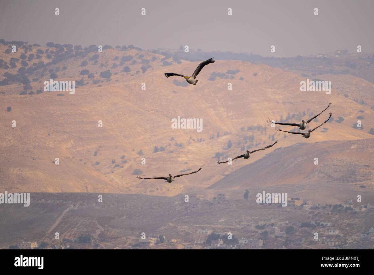 Un gregge di Pelican (Pelecanus onocrotalus) in volo. Questo uccello, conosciuto anche come il pellicano bianco orientale, vive in grandi colonie in Africa Foto Stock
