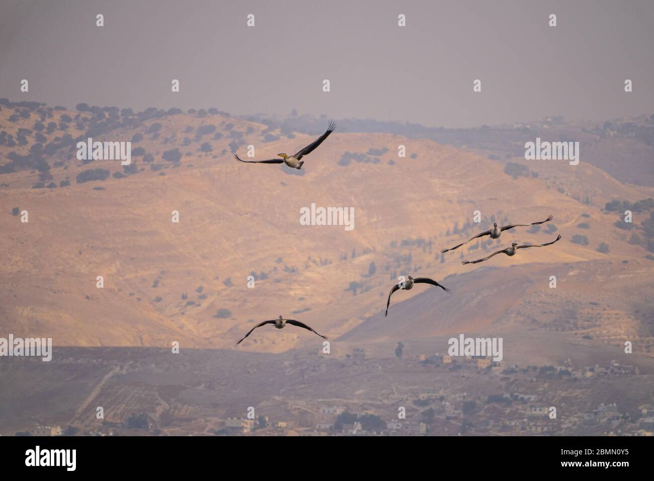 Un gregge di Pelican (Pelecanus onocrotalus) in volo. Questo uccello, conosciuto anche come il pellicano bianco orientale, vive in grandi colonie in Africa Foto Stock