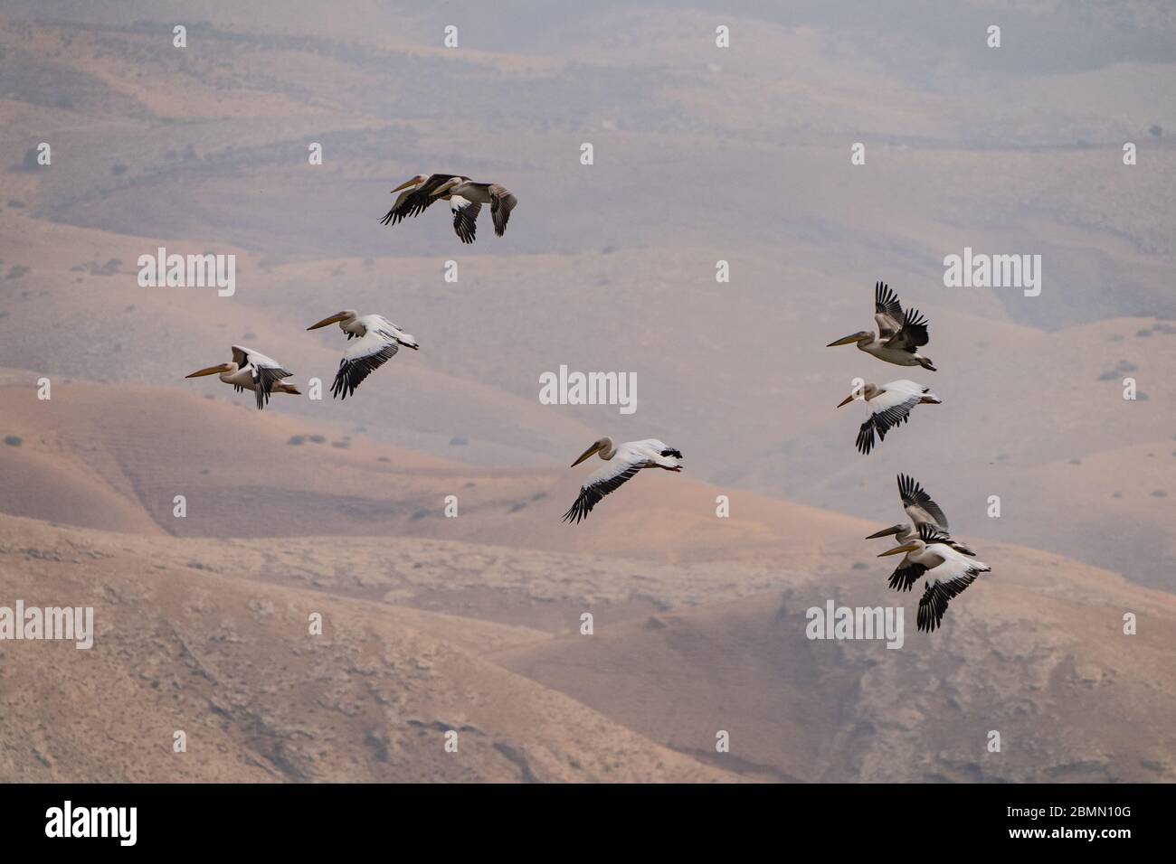 Un gregge di Pelican (Pelecanus onocrotalus) in volo. Questo uccello, conosciuto anche come il pellicano bianco orientale, vive in grandi colonie in Africa Foto Stock