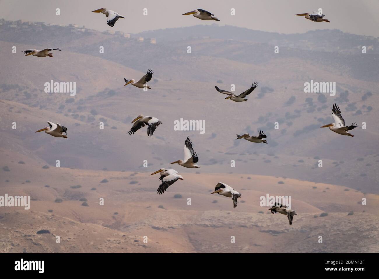 Un gregge di Pelican (Pelecanus onocrotalus) in volo. Questo uccello, conosciuto anche come il pellicano bianco orientale, vive in grandi colonie in Africa Foto Stock