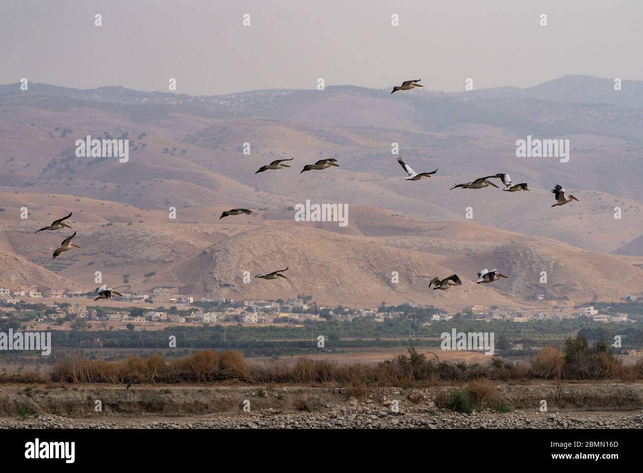 Un gregge di Pelican (Pelecanus onocrotalus) in volo. Questo uccello, conosciuto anche come il pellicano bianco orientale, vive in grandi colonie in Africa Foto Stock