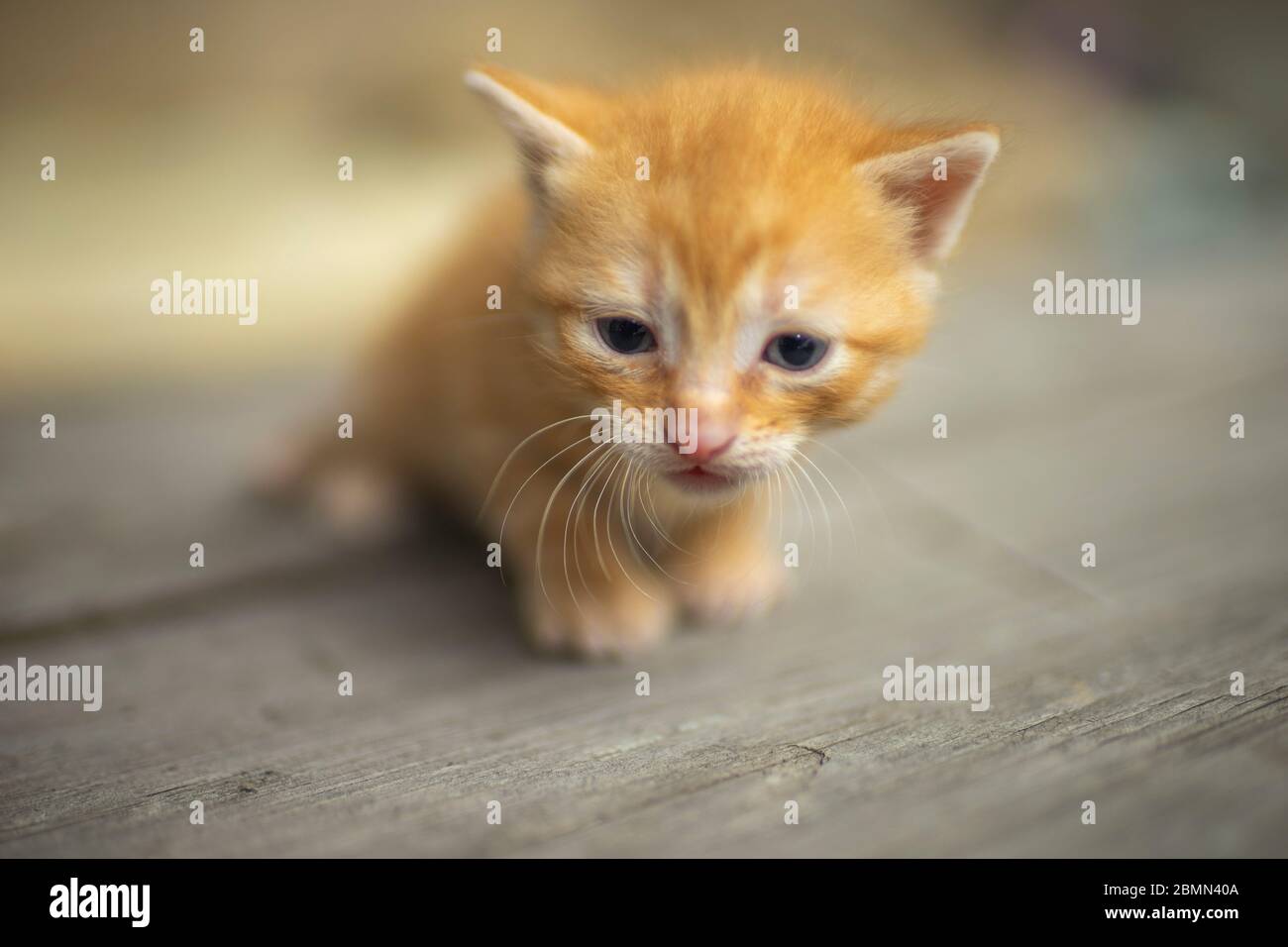 Gattino rosso neonato cammina sul pavimento in legno Foto Stock