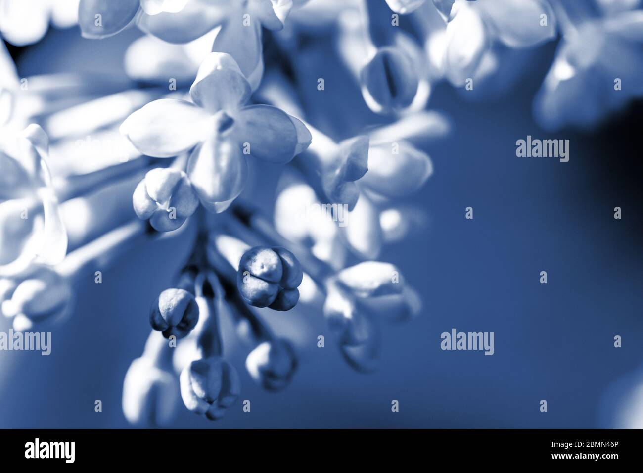 Branch Blossom syringa macro primo piano, sfondo sfondo sfondo con tonalità blu classico alla moda. Syringa gemme e fiori, un dolce beaute Foto Stock
